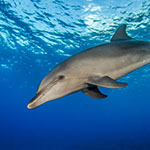 Delfin OGS